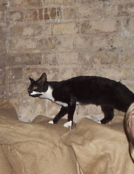 Котовторник на ЯПлакалъ