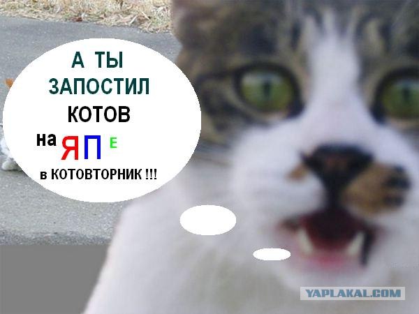 Котовторник на ЯПлакалъ: Кото и кто-то!