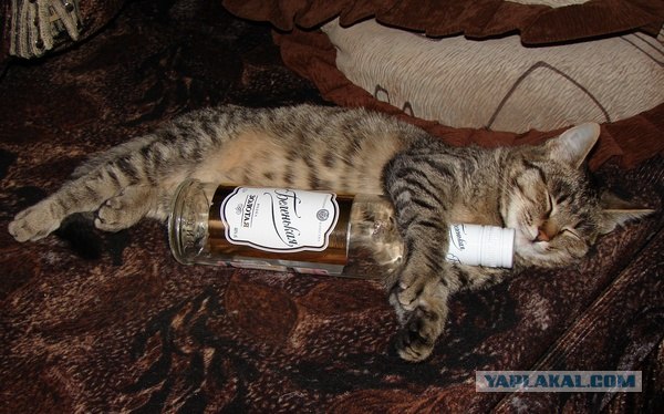 Котопятница: Курить я буду, но пить не брошу ))
