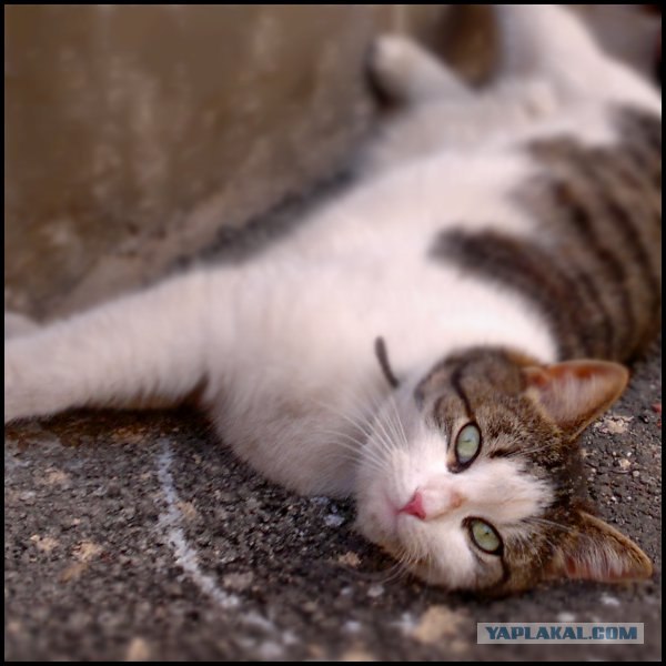 Котовторник с Кузей