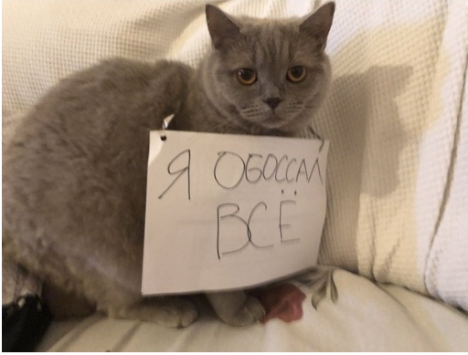 Прикольных котов пост