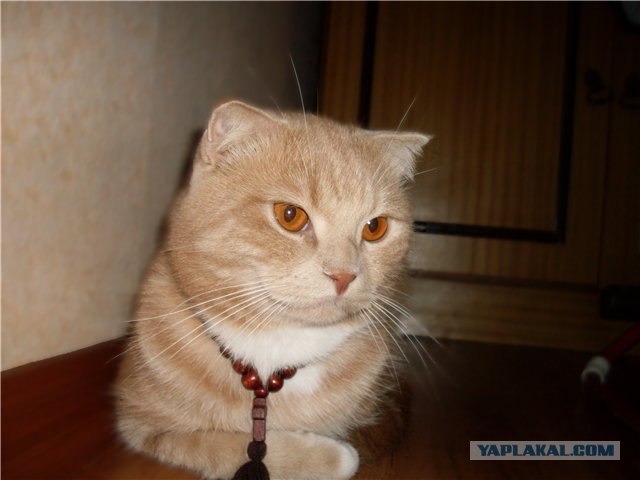С котовторником !