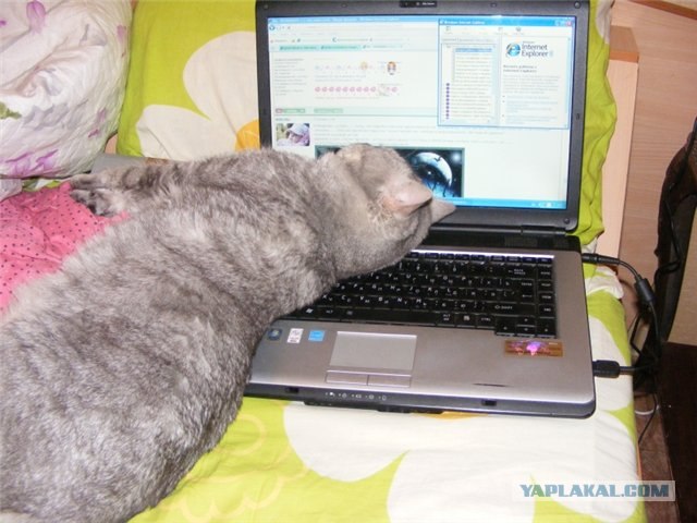 Котовторник 24.04.2012