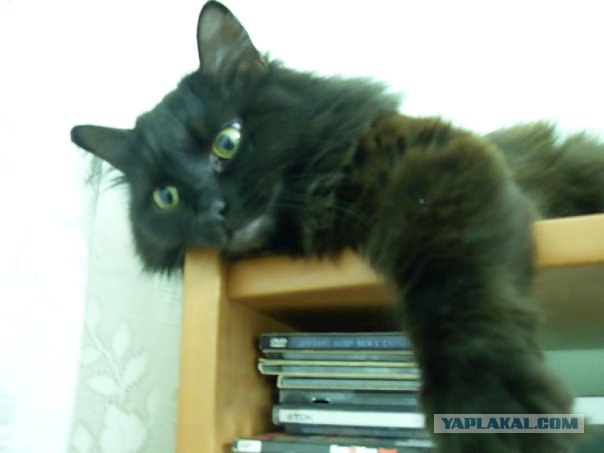 Котовторник (15.05.2012)