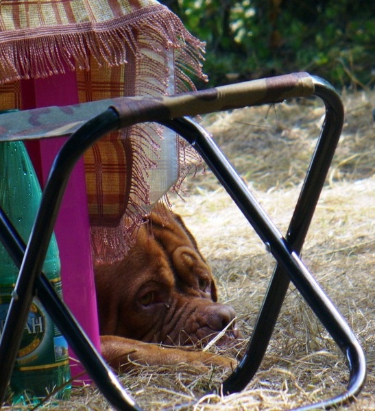 Мой хозяин...