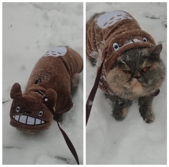 Прикольных котов пост