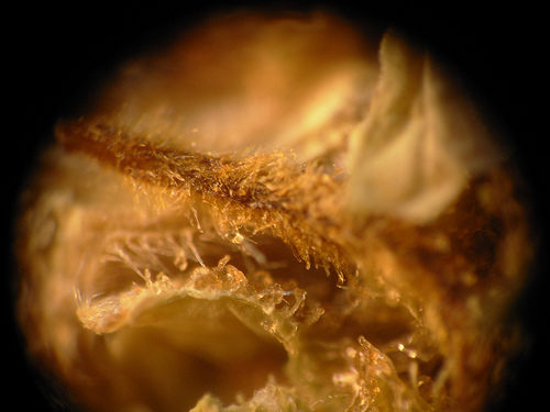 Марихуана под микроскопом (19 фото)