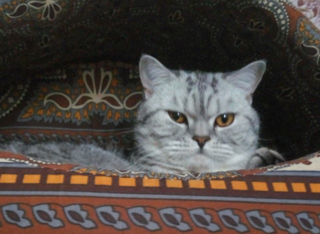 Встреча друзей - мальчику вернули кота, который потерялся 7 месяцев назад