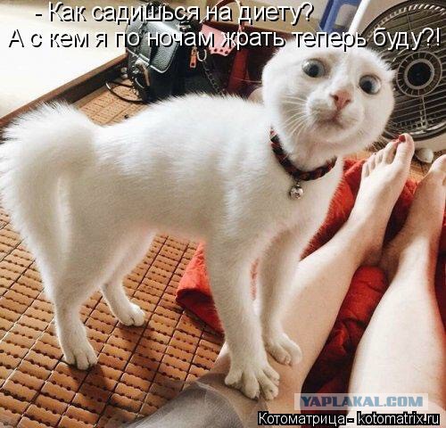 Картинки с котами и про котов