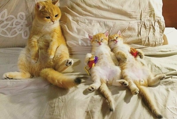 Забавные фото котеек