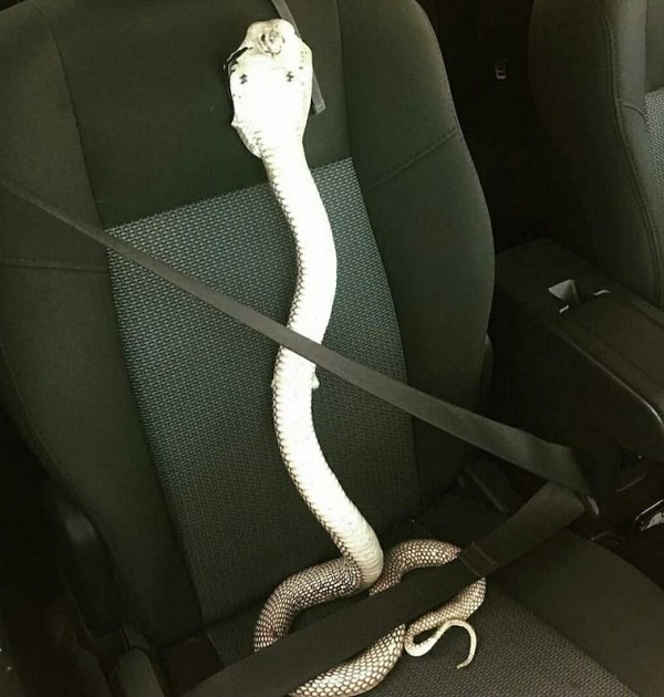 Бредзона