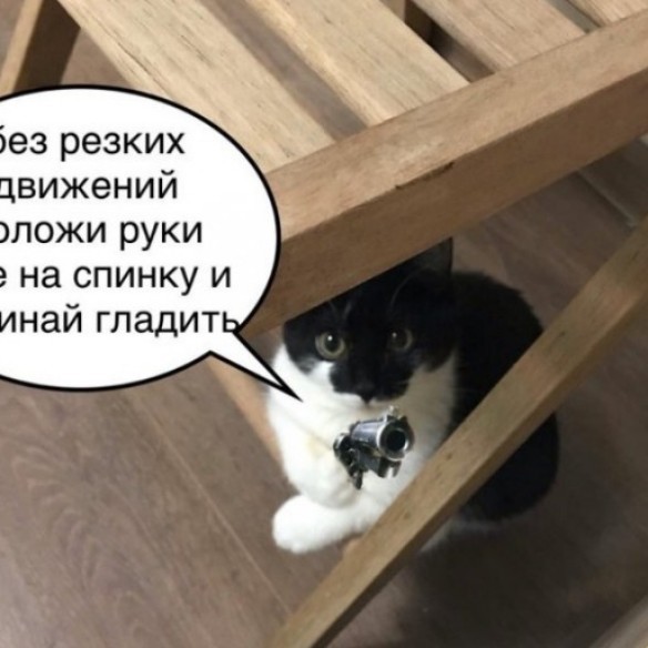 Прикольные картинки 20.02.20