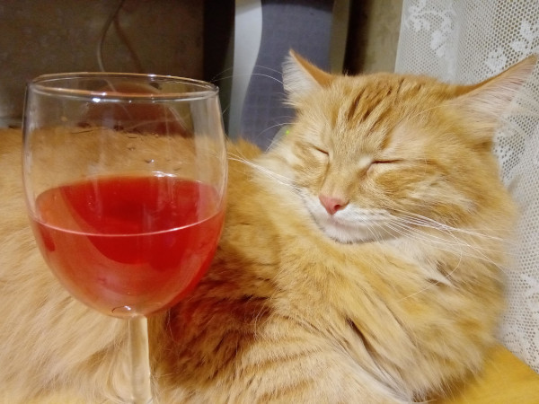 Что значит поза, в которой спит твоя кошка