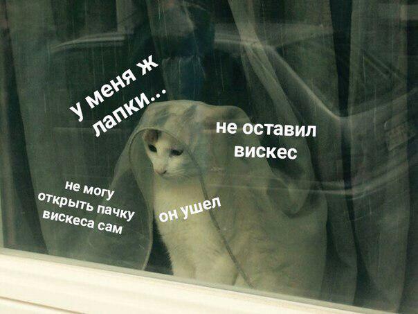 Смешные коты 25.08.20