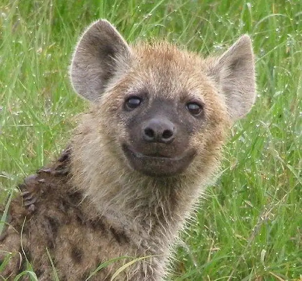 Смешные картинки гиены