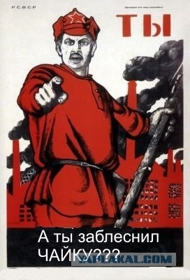 Глупые чайки