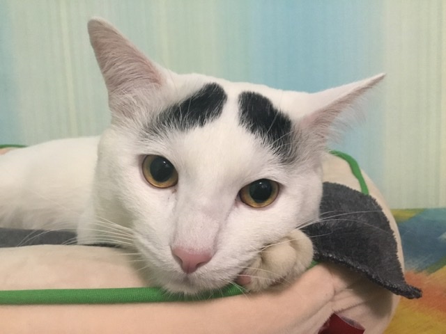 Котаны с забавным окрасом