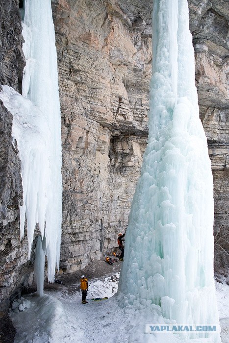 Ледяной клык