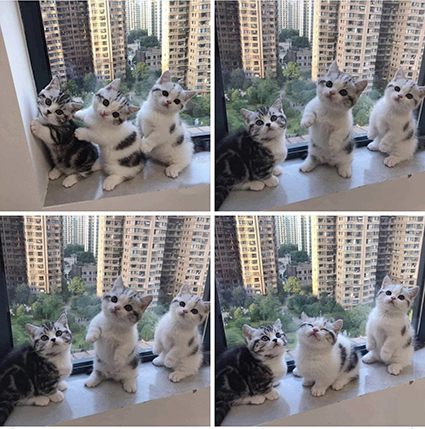 Всякие картинки, смешные и не очень, много котиков...