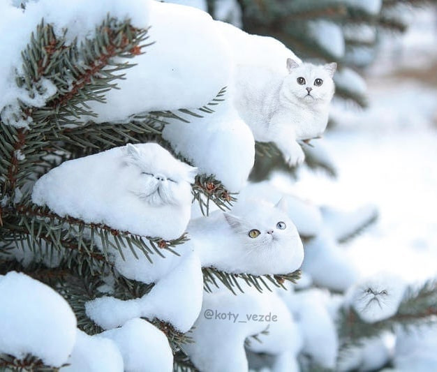 Коты, кругом одни коты ☺