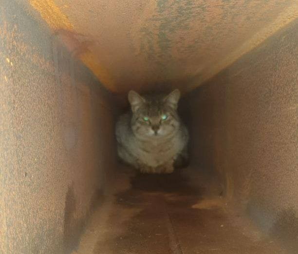 В Битцевском лесу спасли кота из стальной конструкции нового моста, в которую его  замуровали строители