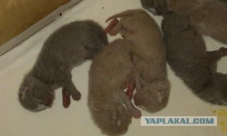 Котовторник  19.03.2013