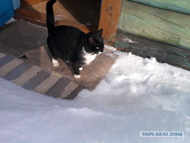 Котовторник 26.03.2013