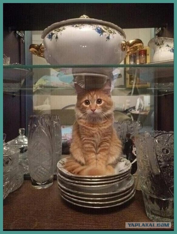 А как же я!? Малыш! Ведь я же лучше! Лучше собаки!