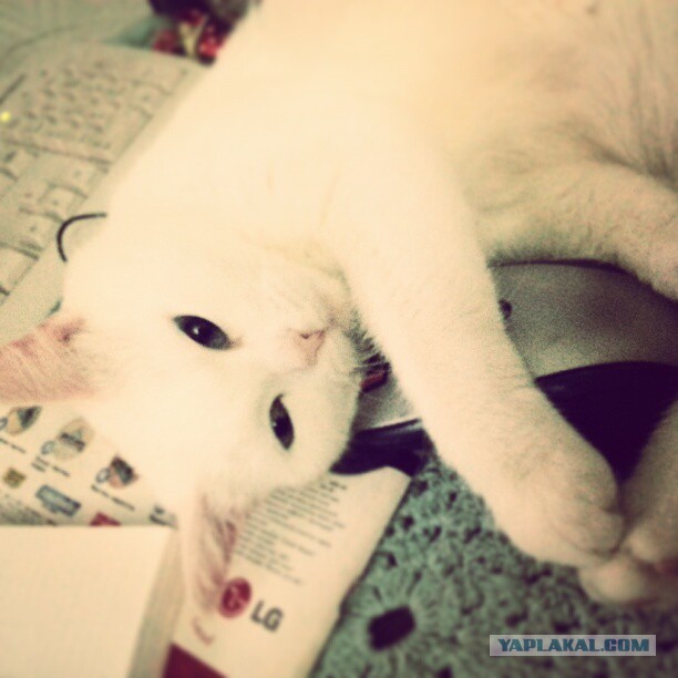 Котовторник 23.04.2013