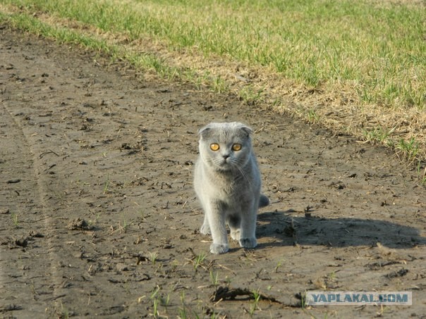 Котовторник  07.05.2013