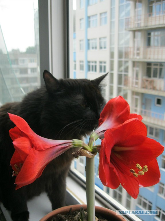 Мои розы.