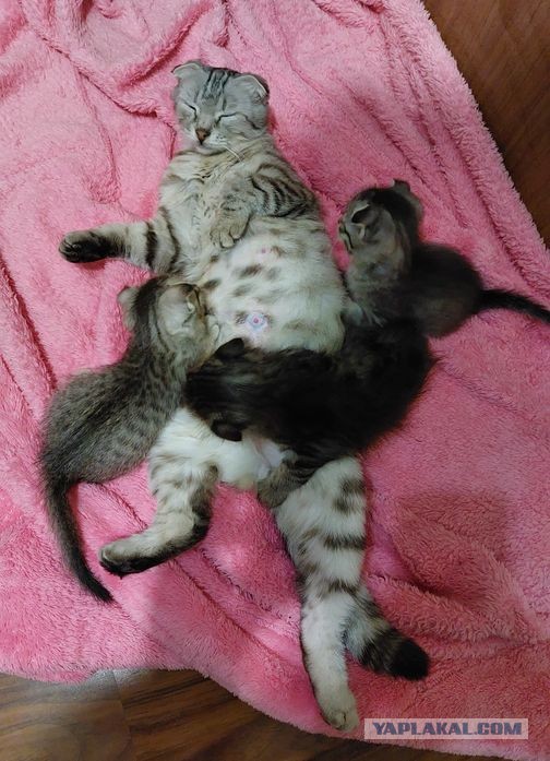 Отвлекитесь, котики и все таки сиськи