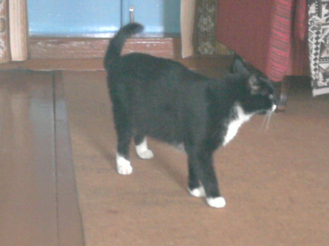 Котовторник 23.07.2013