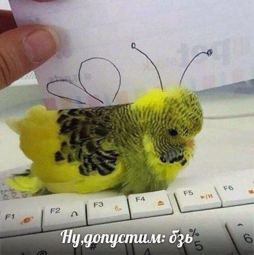 Картинки для деградации 243 (разной степени свежести)