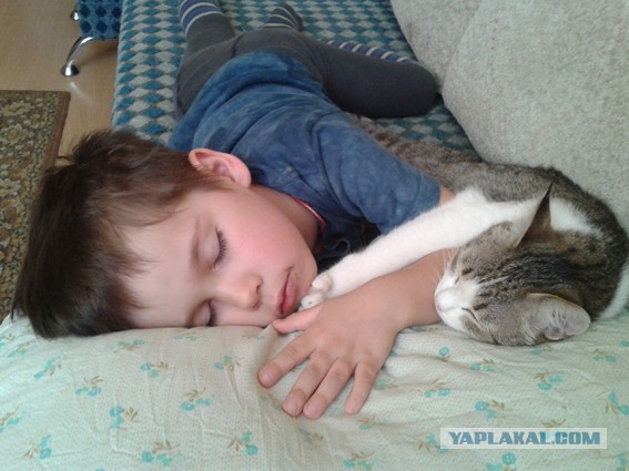 Младенец и котэ