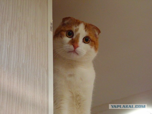 Категории женщин