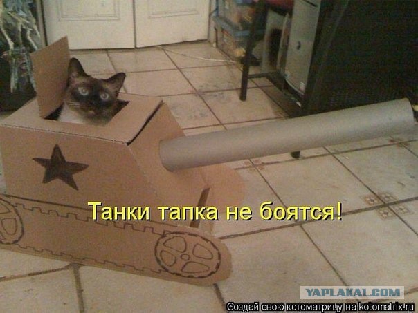 Котовторник 25.02.2014