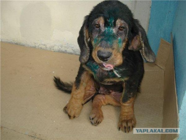 Спасенные собаки