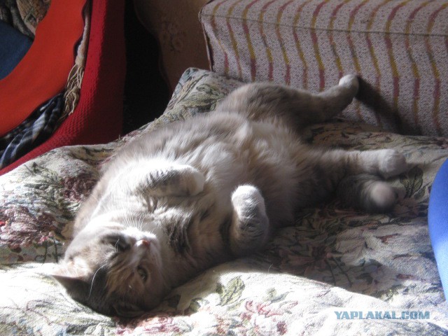 Котовторник 01.04.2014