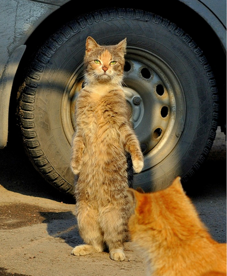 Котовторник 27.5.2014