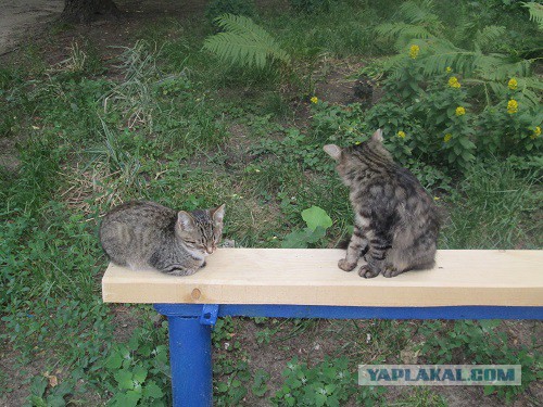 Котовторник 10.06.2014