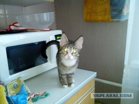 Котовторник 26.08.14.