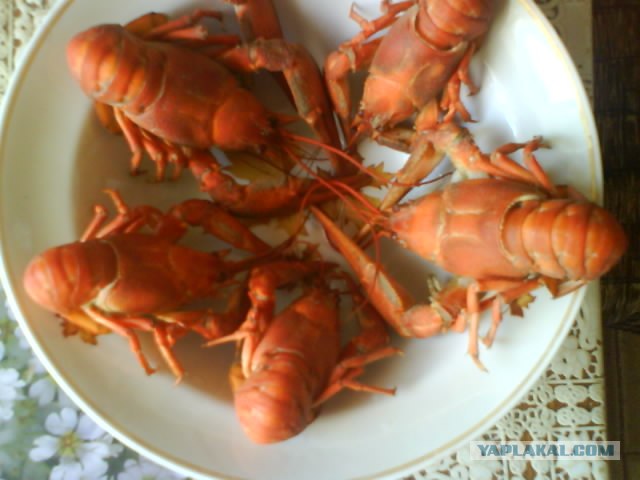 Руководство по морепродуктам