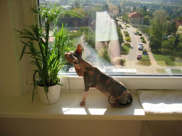 Котэподборка