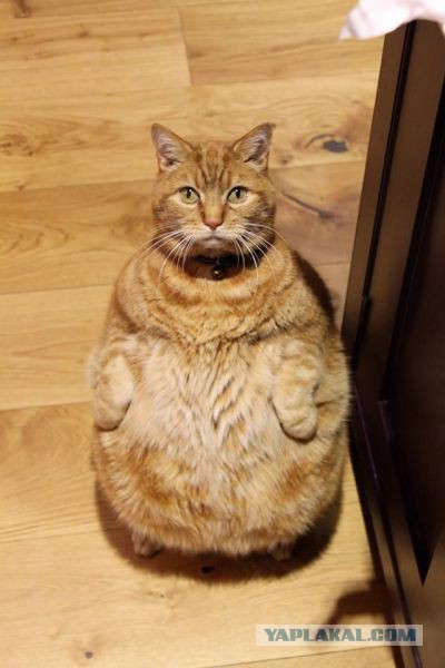 Аквариум для кота