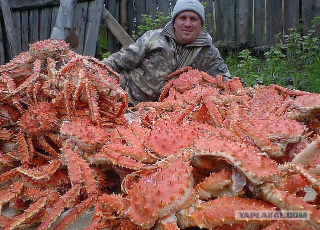 Рассказ о том, как я ловил крабов