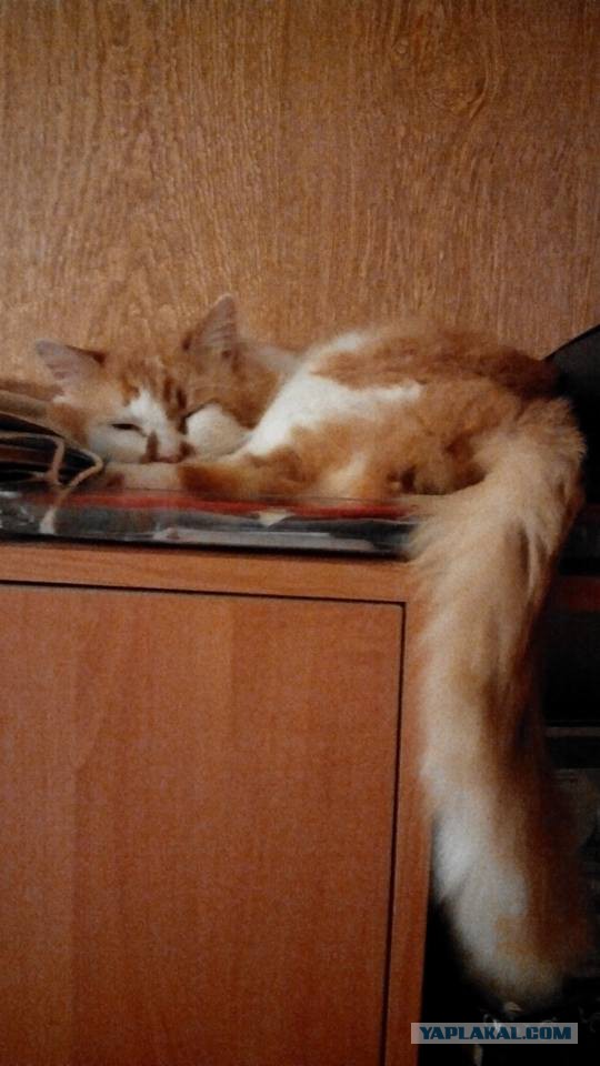 Новогодний котовторник,05.01.16.