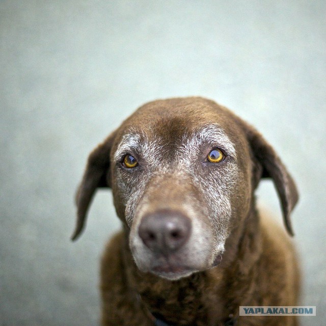 Собакочетверг