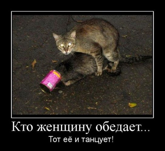 Демы к котовторнику!