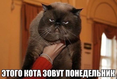 Мохнатые беспредельщики